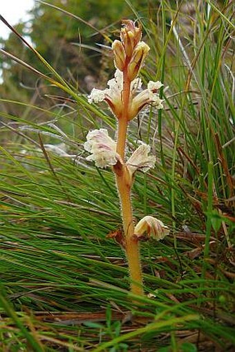 Orobanche artemisiae-campestris