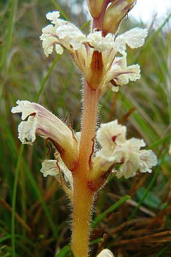 Orobanche artemisiae-campestris