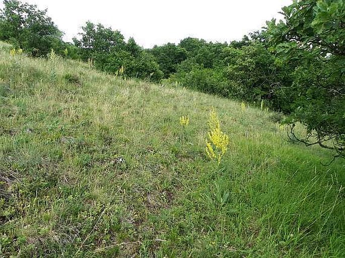 Orobanche artemisiae-campestris