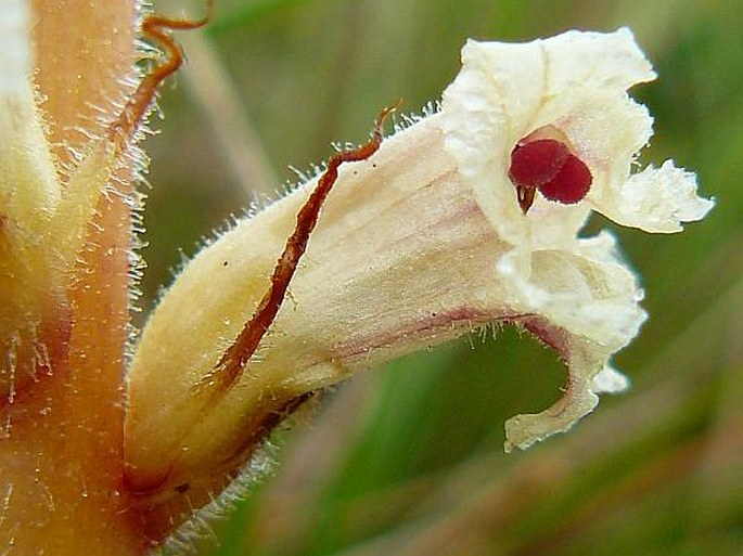 Orobanche artemisiae-campestris