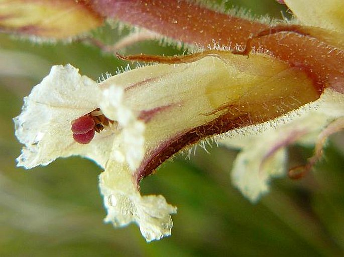 Orobanche artemisiae-campestris