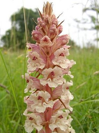 Orobanche alba major