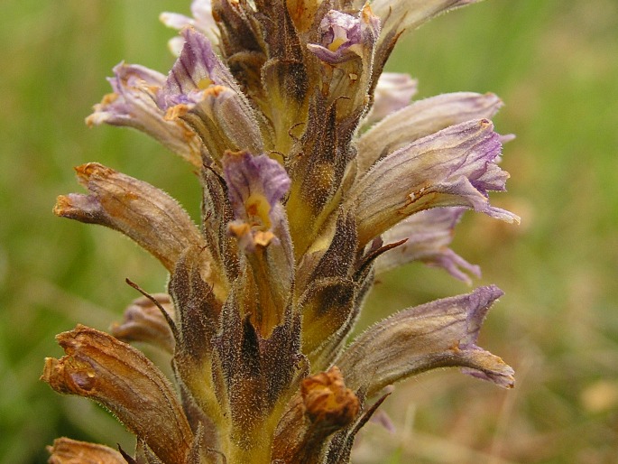 Phelipanche purpurea subsp. bohemica