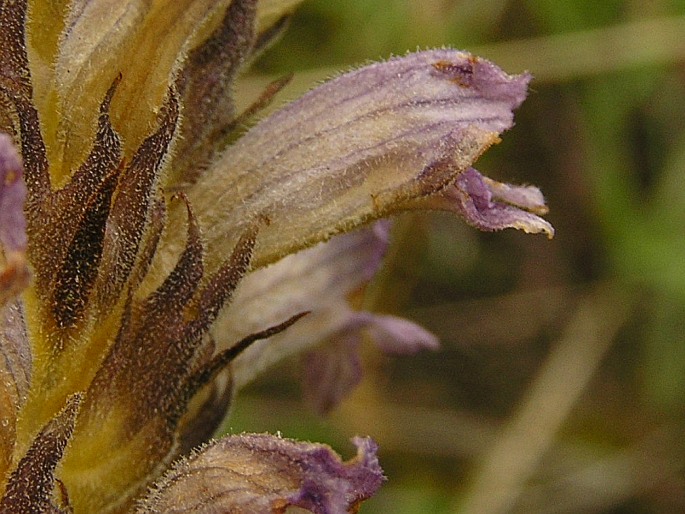 Phelipanche purpurea subsp. bohemica