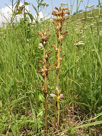 Phelipanche purpurea