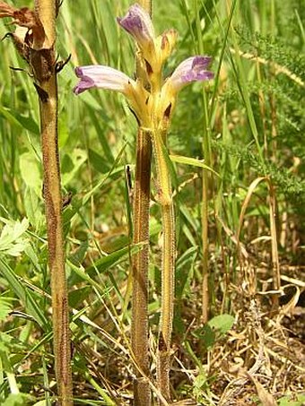 Phelipanche purpurea