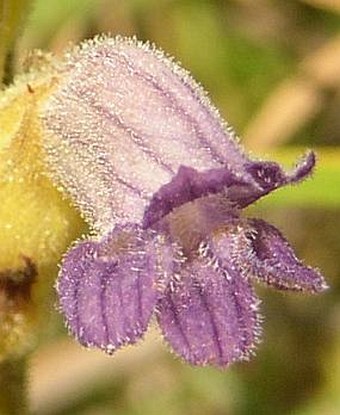 Orobanche purpurea