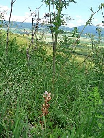 Orobanche caryophyllacea