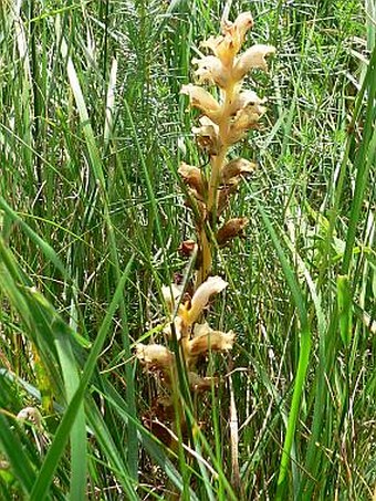 Orobanche caryophyllacea