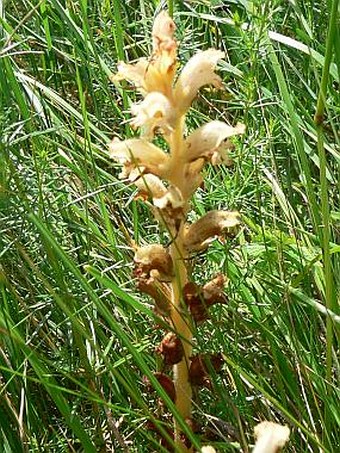 Orobanche caryophyllacea