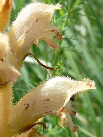 Orobanche caryophyllacea