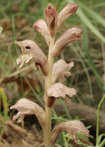 Orobanche caryophyllacea