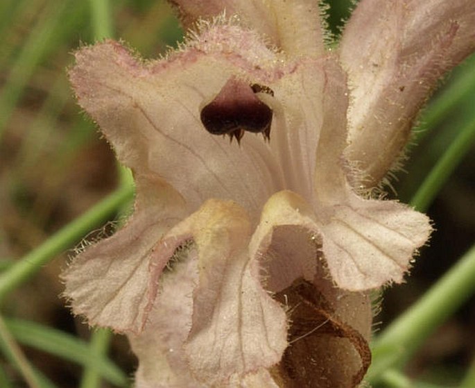 Orobanche caryophyllacea