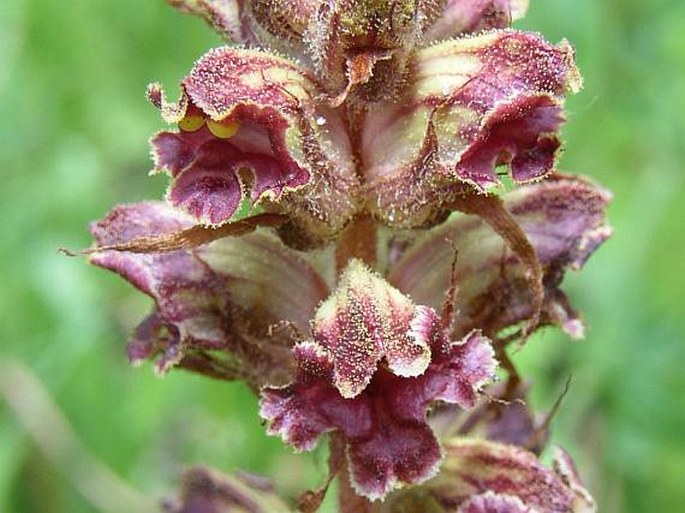 OROBANCHE GRACILIS Sm. – záraza štíhlá / záraza útla