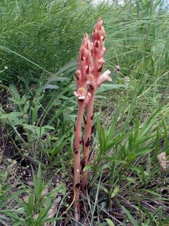 Orobanche kochii