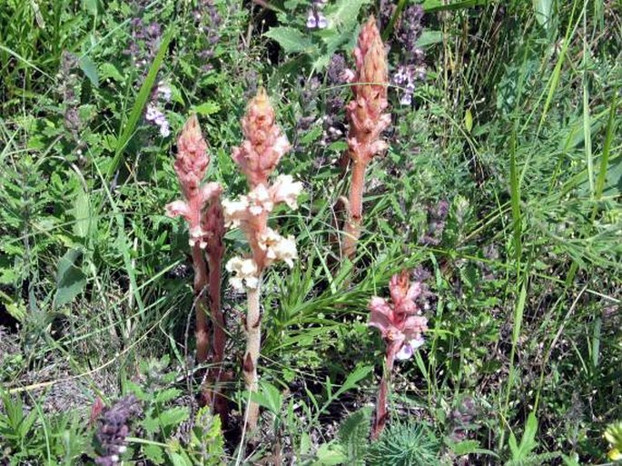 Orobanche kochii