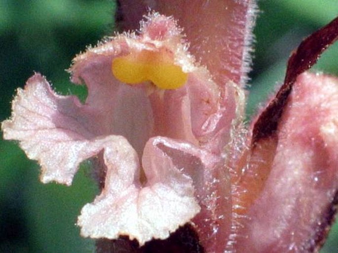 Orobanche kochii