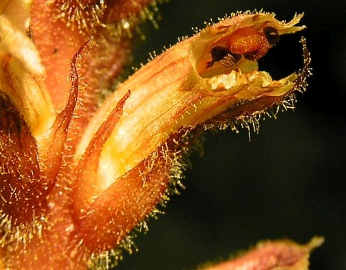 Orobanche hederae