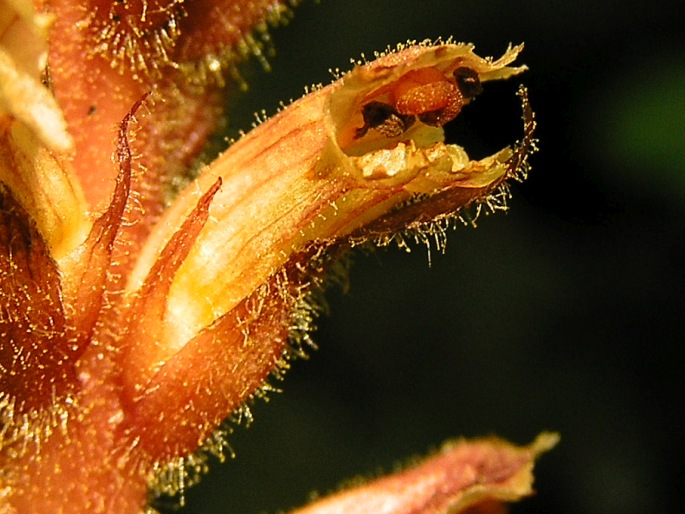 Orobanche hederae