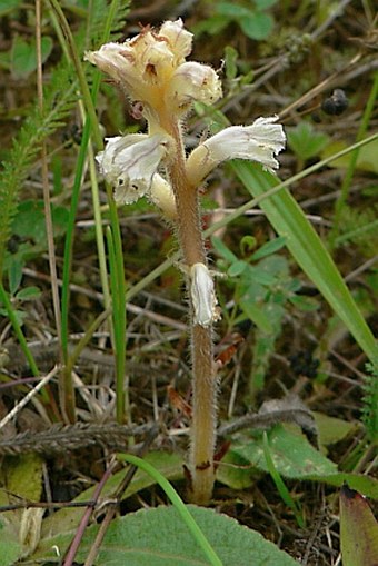 Orobanche picridis