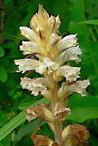 Orobanche picridis