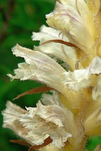 Orobanche picridis