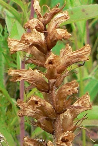 Orobanche picridis