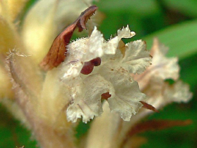 Orobanche picridis