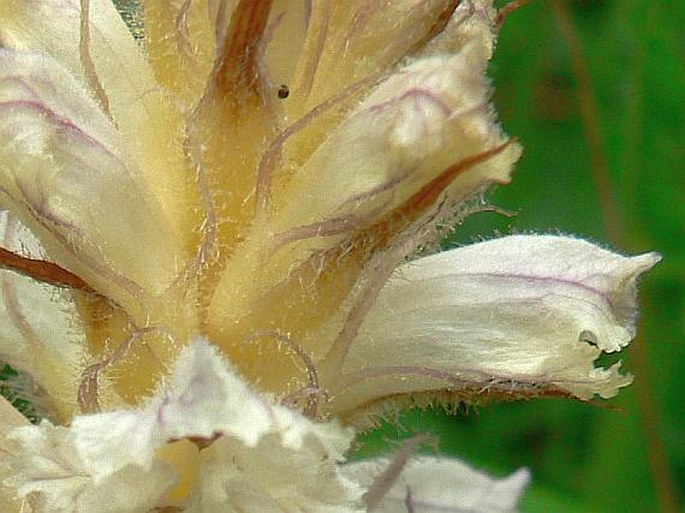 Orobanche picridis