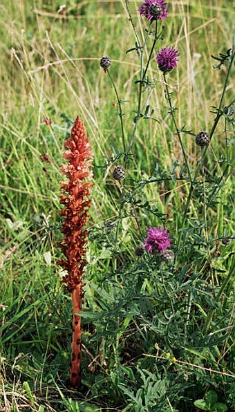 Orobanche kochii