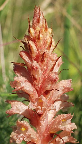 Orobanche kochii