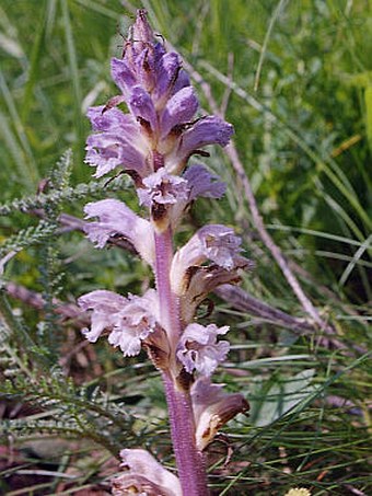 Orobanche lutea