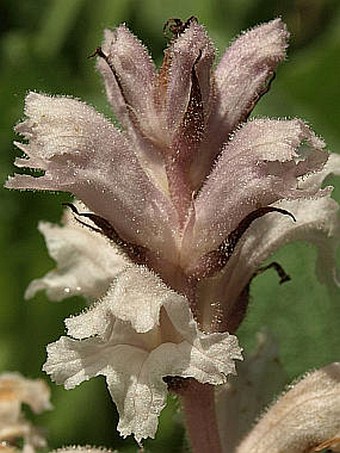 Orobanche lutea