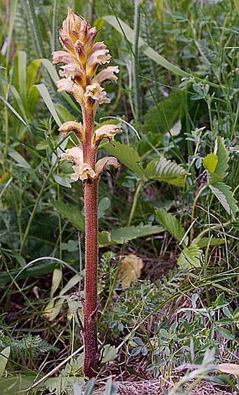 Orobanche lutea