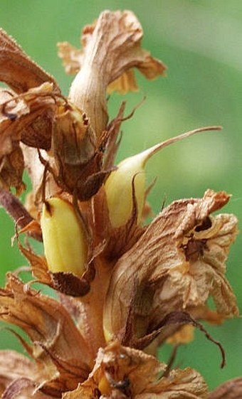 Orobanche lutea