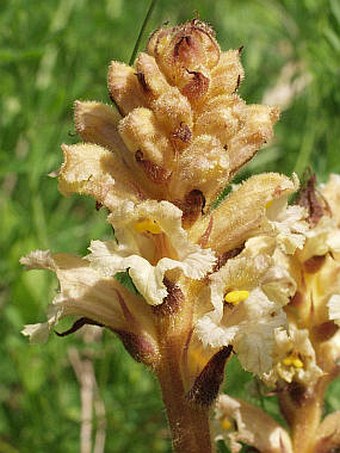 Orobanche lutea