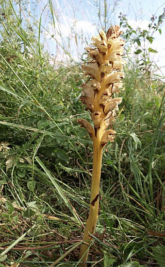 Orobanche reticulata