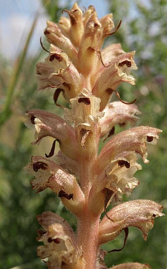 Orobanche reticulata