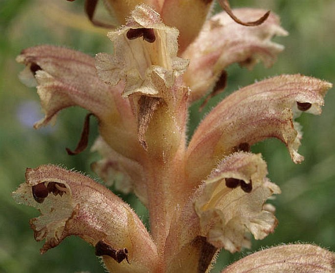 OROBANCHE RETICULATA Wallr. – záraza síťnatá / záraza sieťnatá