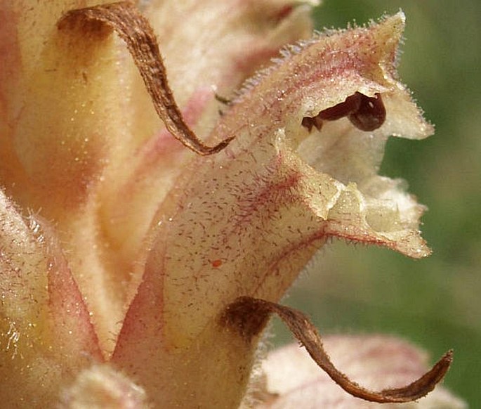 Orobanche reticulata