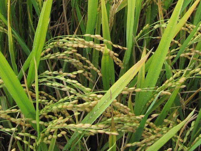 Oryza sativa