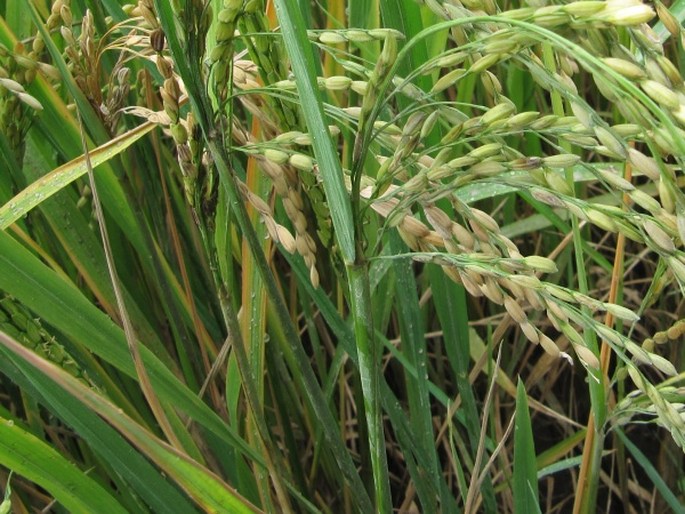 Oryza sativa