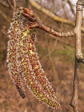 Populus tremula