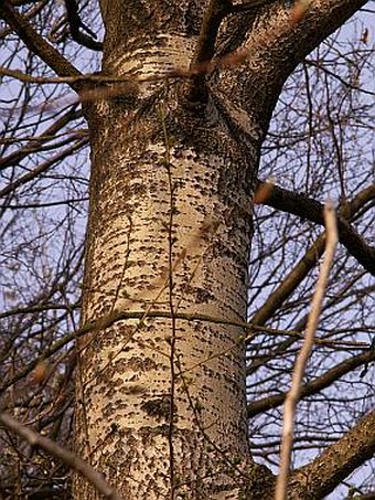 Populus tremula