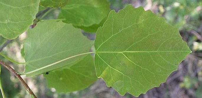 Populus tremula