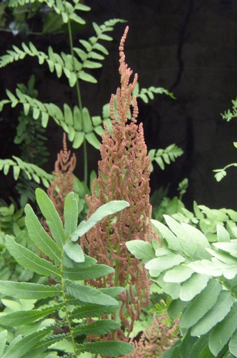 Osmunda regalis