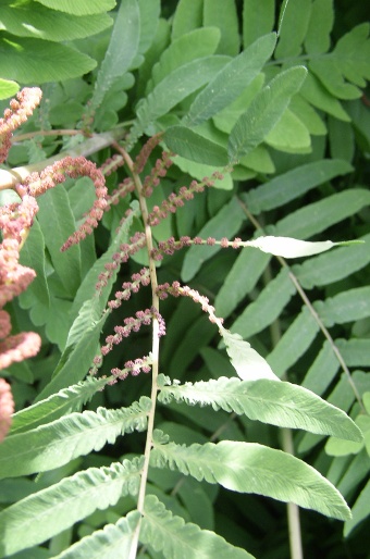 Osmunda regalis