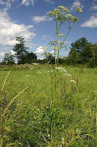 Angelica palustris