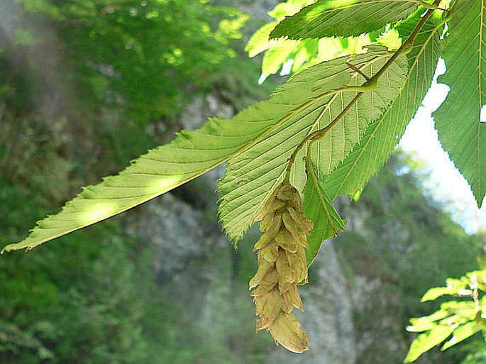 Ostrya carpinifolia