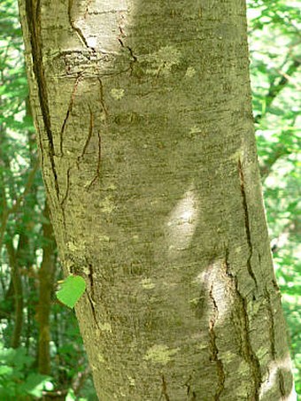 Ostrya carpinifolia